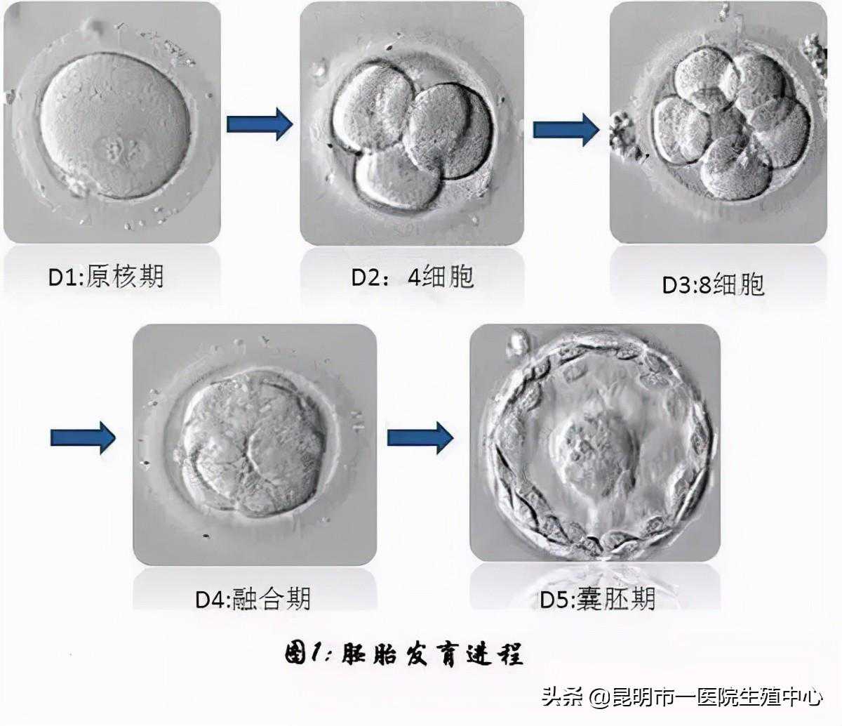 试管小白-“顶流”级别的胚胎长啥样？