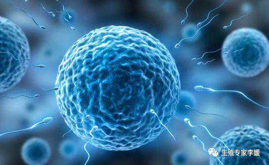 试管婴儿技术中怎样判断卵子质量