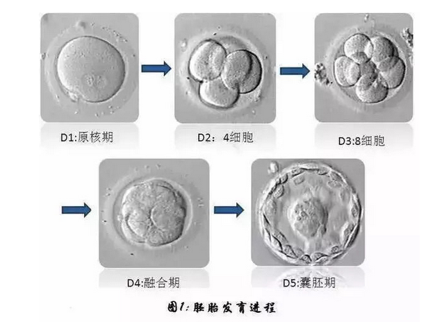 试管失败多次，因为你不了解这些胚胎知识！