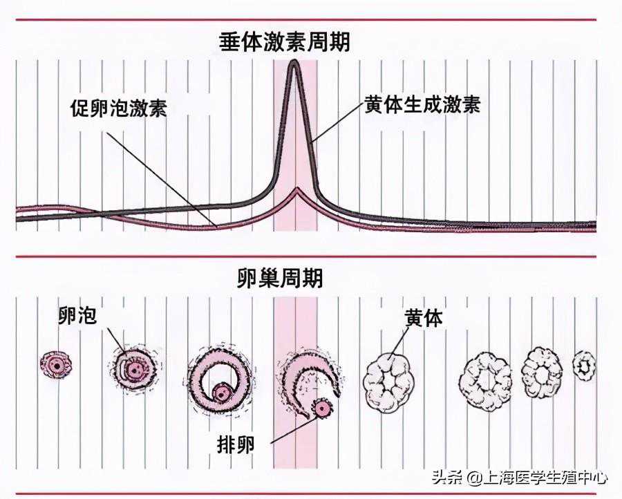 性激素六项与试管婴儿成功率有什么联系？