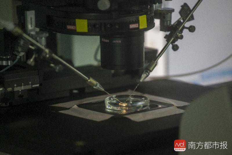 胚胎冰冻12年后成功植入并分娩，试管婴儿七成是“冰宝宝”