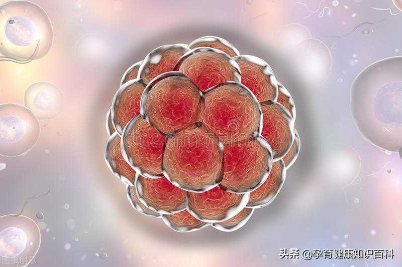 这些常见术语，你都知道吗？试管婴儿小白必看