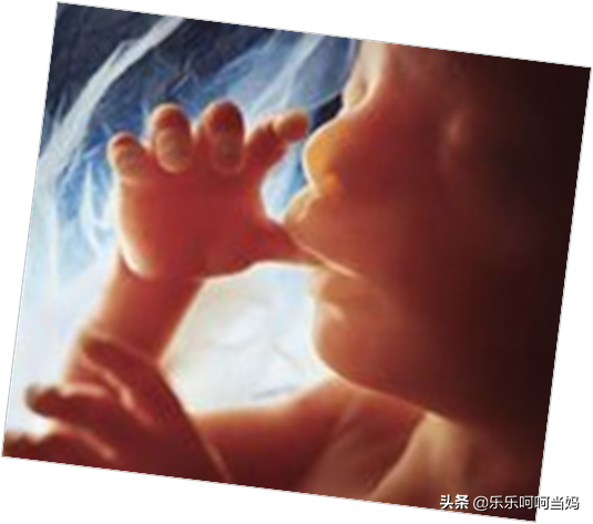 受精卵形成过程-致备孕夫妇