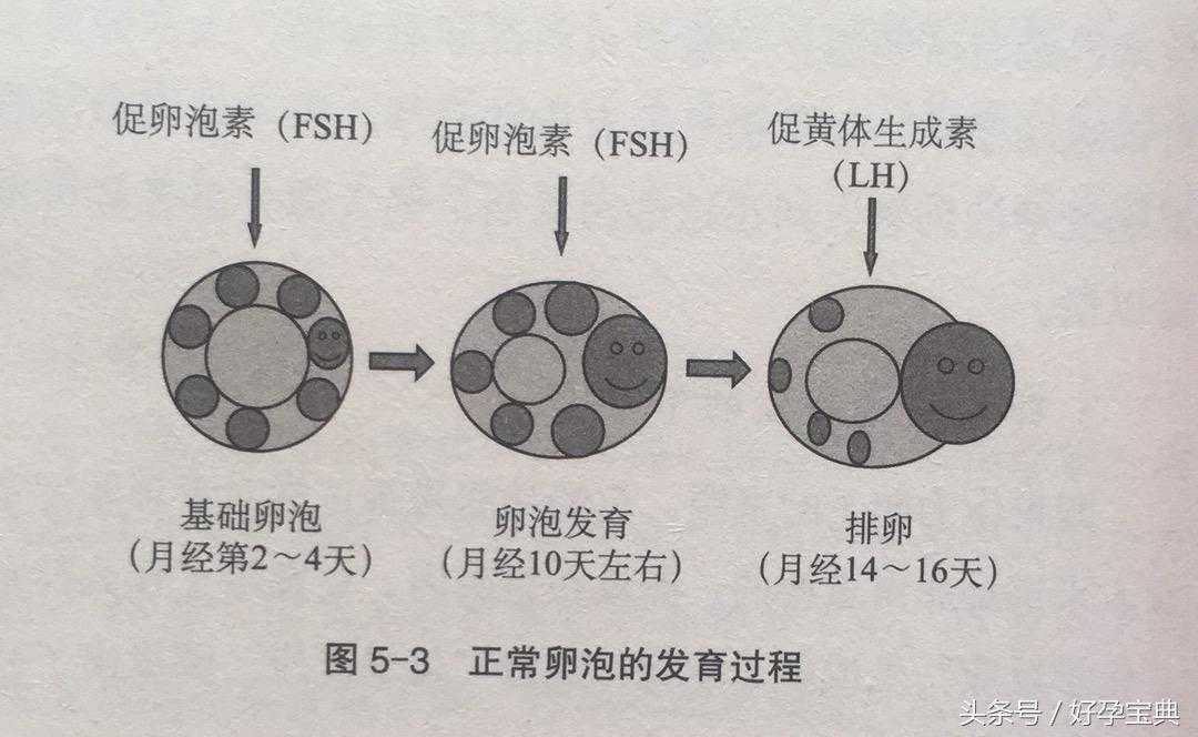 卵巢发育过程是怎么样的？是否会导致不孕不育？