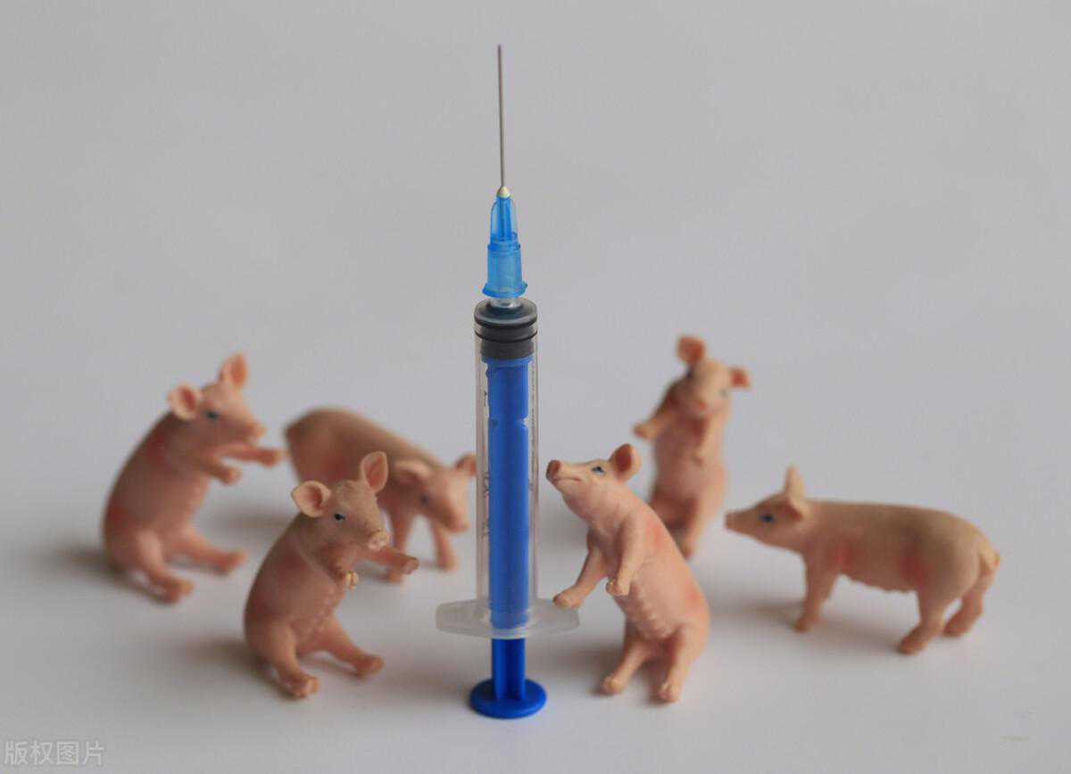 做好猪场疫苗必须要关注的20个细节
