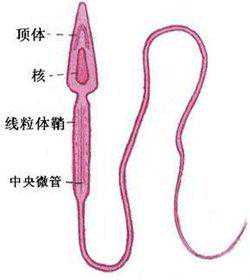 备孕很久怀不上 原来是不懂快速怀孕技巧